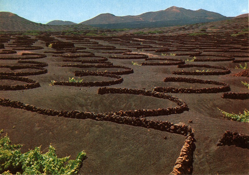 Paisaje protegido de La Geria en TEXTOS 