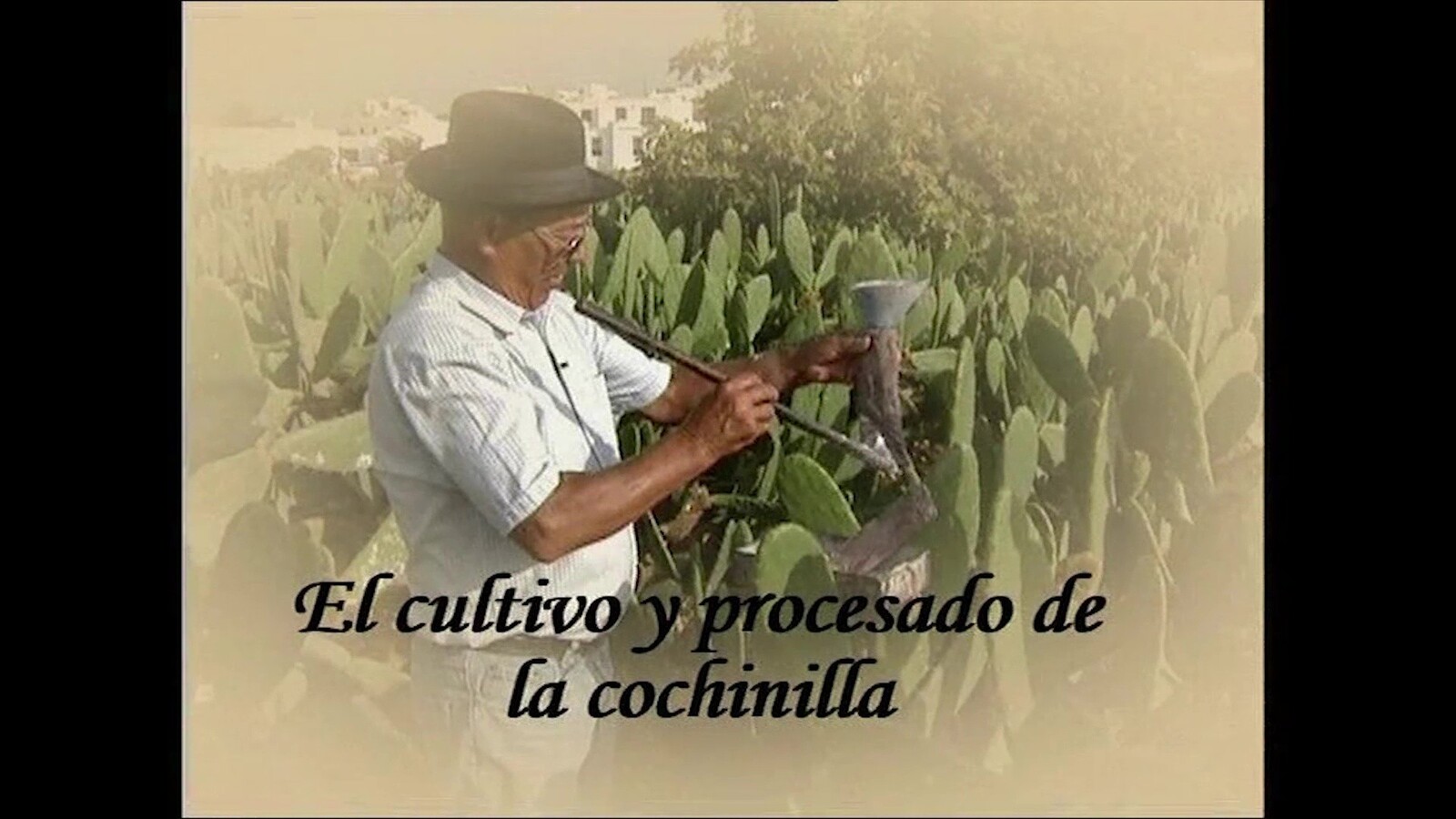 El cultivo y procesado de la cochinilla (2006) en VIDEOS 