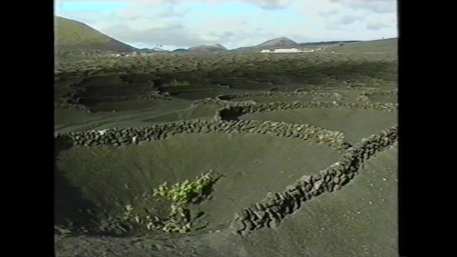 Vino Bodegas El Grifo en 'Lanzarote. Isla de los Volcanes' (1990) en VIDEOS 