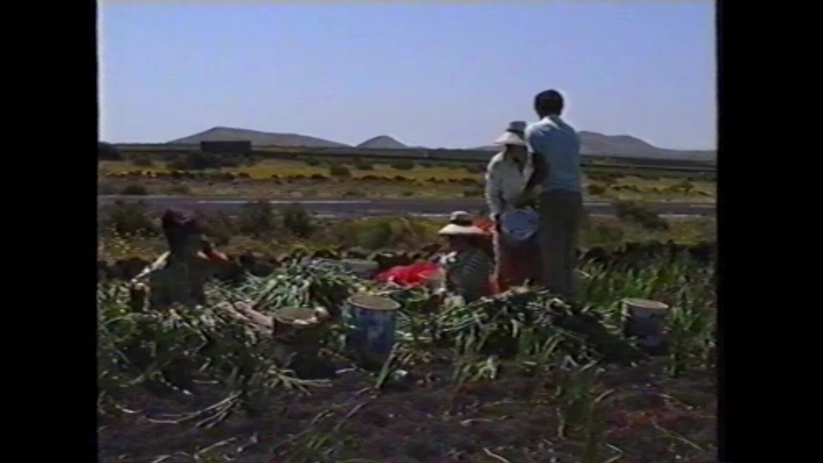 Agricultura en 'Lanzarote. Isla de los Volcanes' (1990) en VIDEOS 