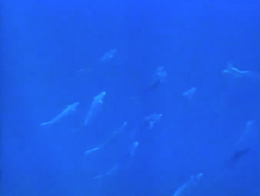 Lanzarote: fuego y agua en VIDEOS 