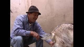 La ganadería en Lanzarote (2006) en VIDEOS 
